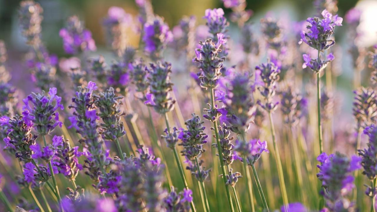 Lavanda * Sveti Lovreč Pazenatički